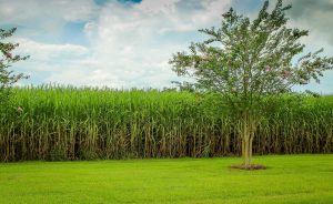 The Ministry of Industry and Trade held a public consultation session on the investigation of the application of anti-circumvention measures against a number of cane sugar products